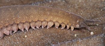 Media type: image; Invertebrate Zoology 131441